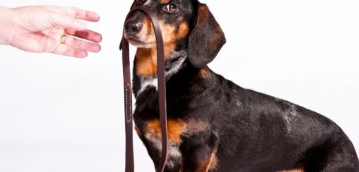 Podstawowe potrzeby psa – dlaczego warto się z nimi zapoznać?